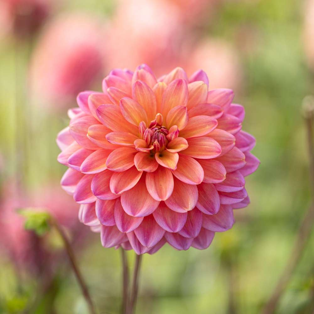 Dahlia 'Great Silence'